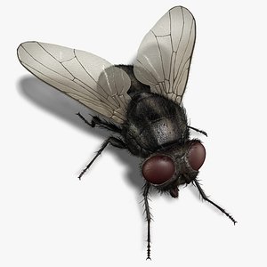 Housefly (RIGGED) (FUR)