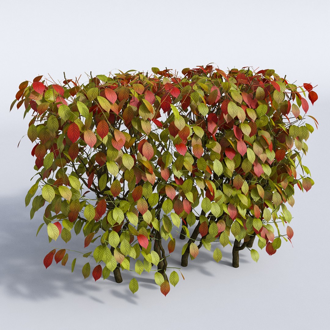 set autumn bushes 3d model https://p.turbosquid.com/ts-thumb/jn/z95wEc/7ZKaLdxk/9/jpg/1446948056/1920x1080/fit_q87/2086443aa08fa9030bc058909129a97f4915148e/9.jpg