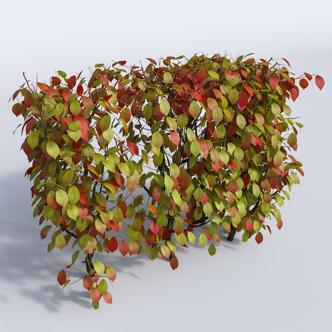 set autumn bushes 3d model https://p.turbosquid.com/ts-thumb/jn/z95wEc/Ka3QYxZN/3/jpg/1446948041/1920x1080/fit_q87/6751ef78fe6651c3d77ba41515e035a391c336f2/3.jpg