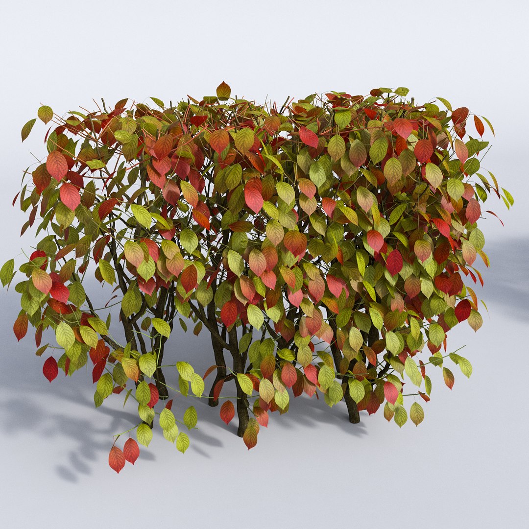 set autumn bushes 3d model https://p.turbosquid.com/ts-thumb/jn/z95wEc/Yhw06tIP/1/jpg/1446948026/1920x1080/fit_q87/1621faa399c841b0c132939a7dbfec39de45a7b4/1.jpg