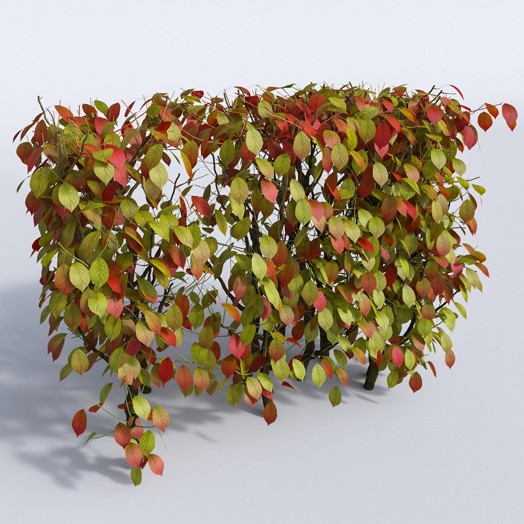 set autumn bushes 3d model https://p.turbosquid.com/ts-thumb/jn/z95wEc/gh8AH2h8/7/jpg/1446948052/1920x1080/fit_q87/d259be38372a31311a9aff62d99dfd8cf3753c88/7.jpg