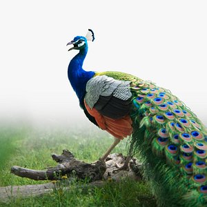 Indian Peafowl Animated model