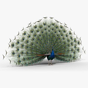 Indian Peafowl Animated model