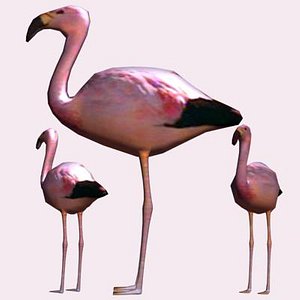 flamingo 3d model