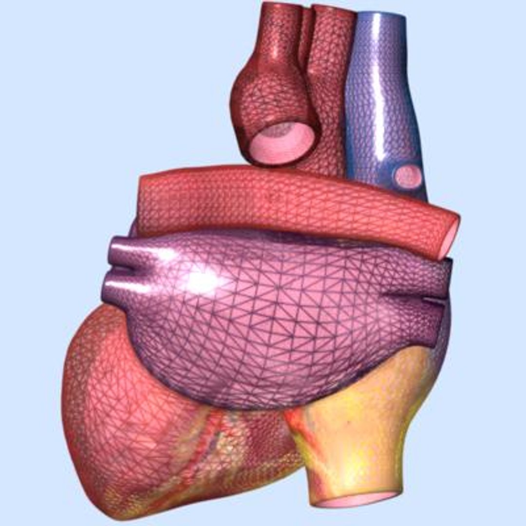 Human Heart Interior 3d Model