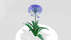portuguese squill 3d model