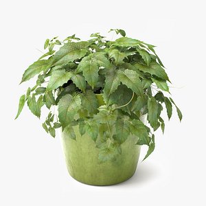 3D grapes pot model