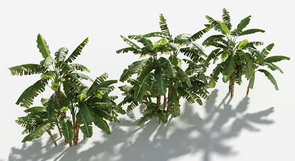 3D Plants Pack 5: Rainforest: GrowFX - TurboSquid 1746226