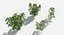 3D Plants Pack 5: Rainforest: GrowFX