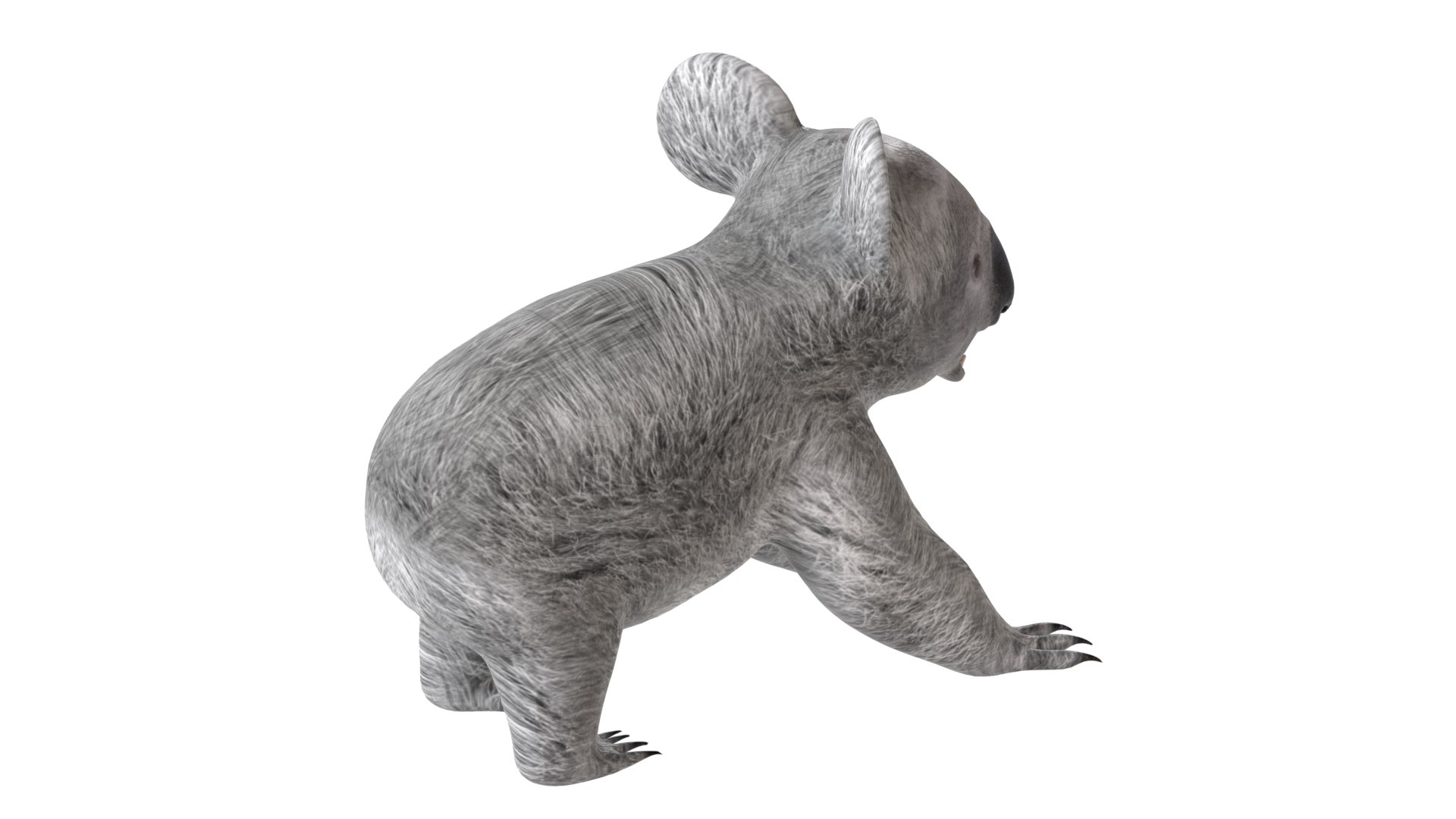 Koala 3D model https://p.turbosquid.com/ts-thumb/jo/eDF59P/6b/4/jpg/1785211009/1920x1080/fit_q87/0fa78309d84b5e82013c69c0bad81ba5b5677ad3/4.jpg