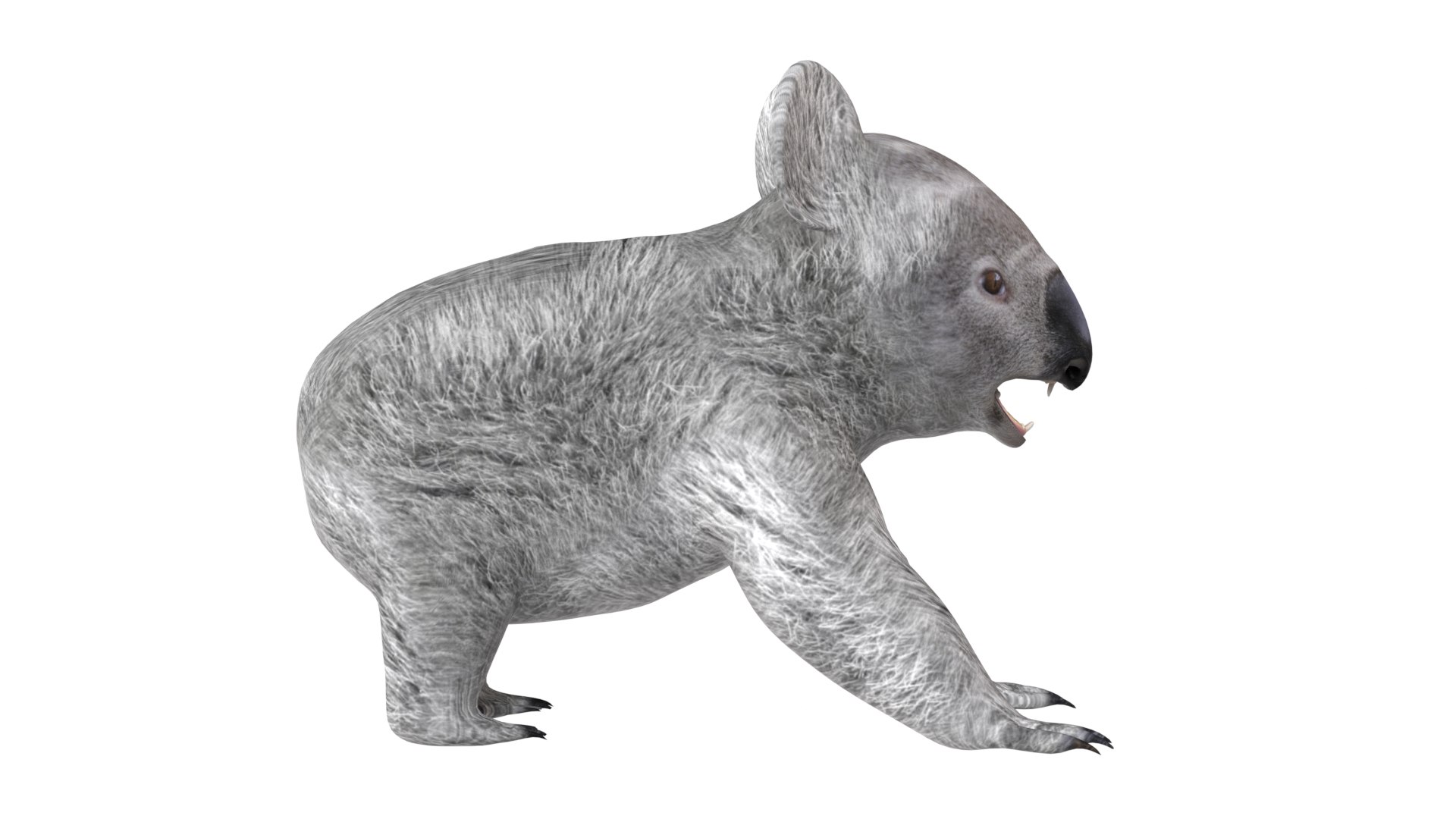 Koala 3D model https://p.turbosquid.com/ts-thumb/jo/eDF59P/hk/3/jpg/1785210991/1920x1080/fit_q87/1b50bff2ab4c35c80fe3ae6edb094324f4fb5a39/3.jpg
