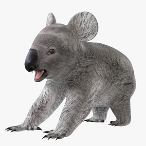 Koala 3D model