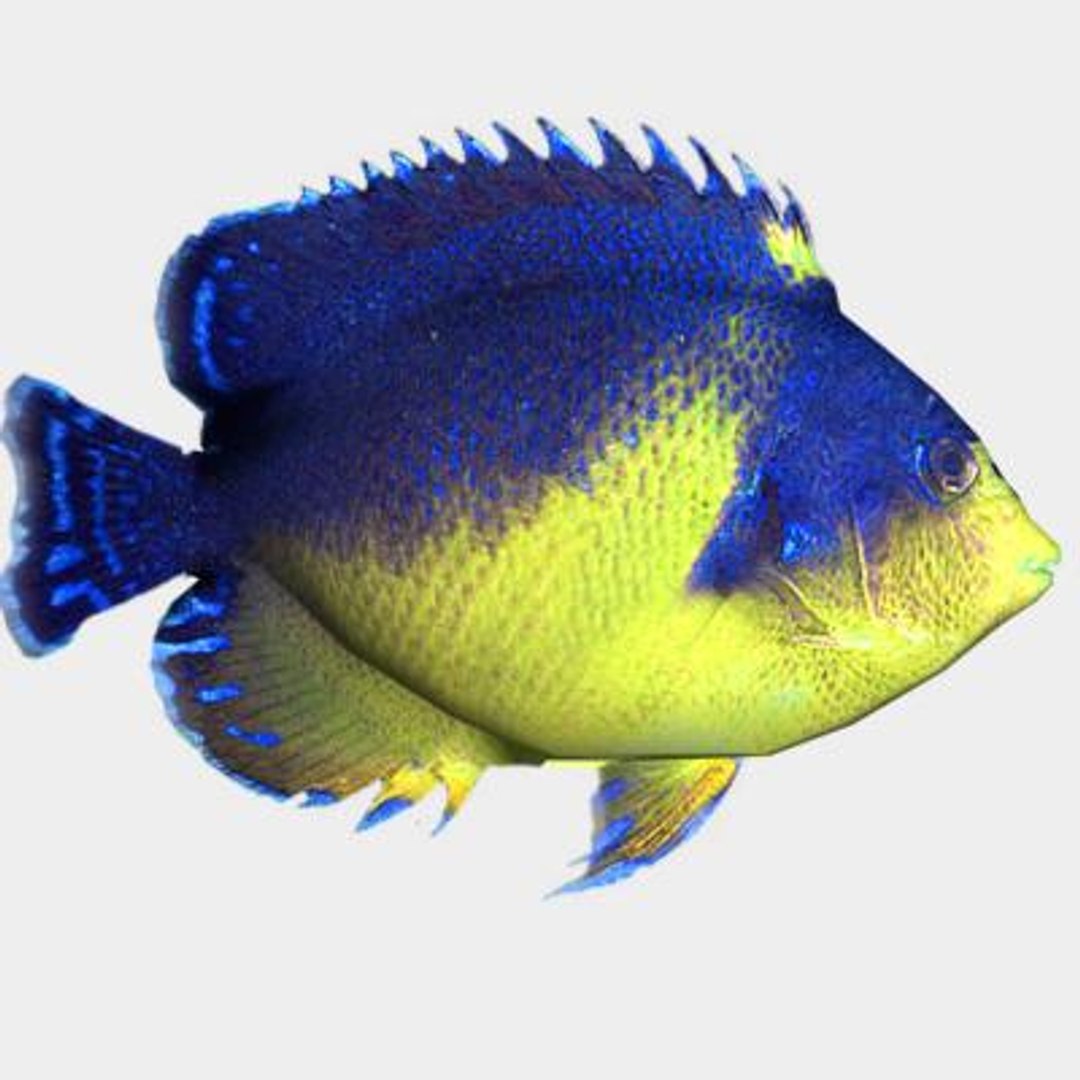 oceanic fishes 3d max https://p.turbosquid.com/ts-thumb/jo/gdNqW6/5ERQdCu1/centropygevenustus/jpg/1171389218/1920x1080/fit_q87/2abc100e9fb2751404c10568f902f792dc9ffbf7/centropygevenustus.jpg