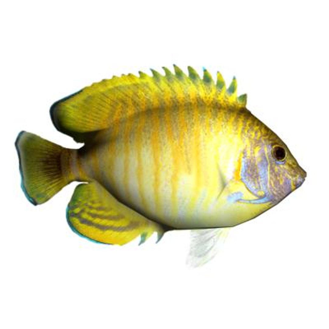 oceanic fishes 3d max https://p.turbosquid.com/ts-thumb/jo/gdNqW6/NfVi3SKB/centropygeeibli/jpg/1171389206/1920x1080/fit_q87/e37aefd43703f5dcc760737195451081e59b3c45/centropygeeibli.jpg