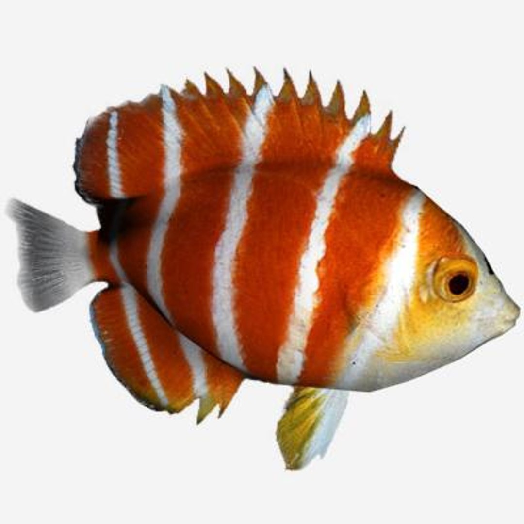 oceanic fishes 3d max https://p.turbosquid.com/ts-thumb/jo/gdNqW6/Tmkd605l/centropygeboylei/jpg/1171389186/1920x1080/fit_q87/e3c623fac5a39232d0e0e8dd3e31441f6701dba5/centropygeboylei.jpg