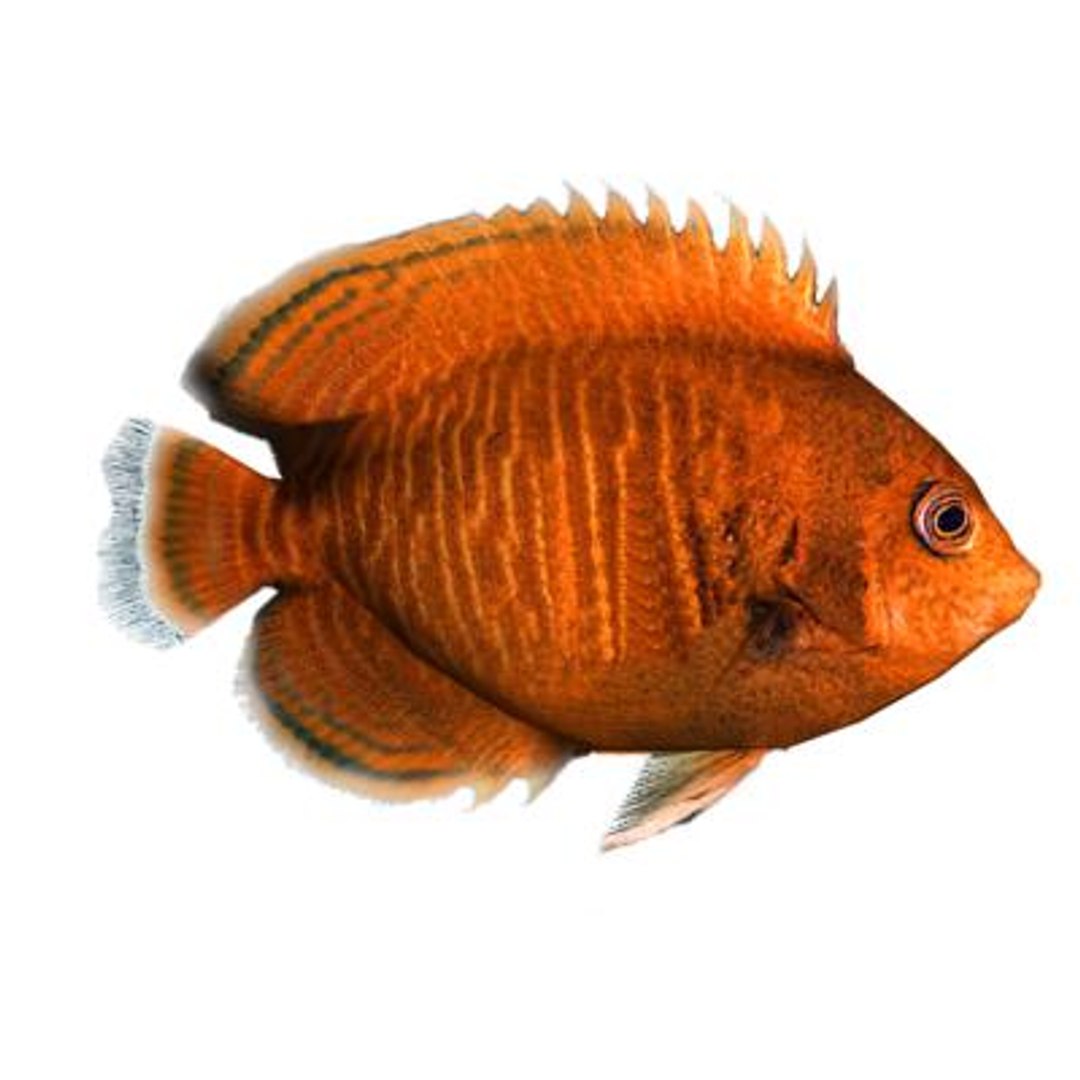 oceanic fishes 3d max https://p.turbosquid.com/ts-thumb/jo/gdNqW6/WR4EBySh/centropygeaurantia/jpg/1171389131/1920x1080/fit_q87/b3a710673f5a700c148b0f3394d7d50655714fe6/centropygeaurantia.jpg