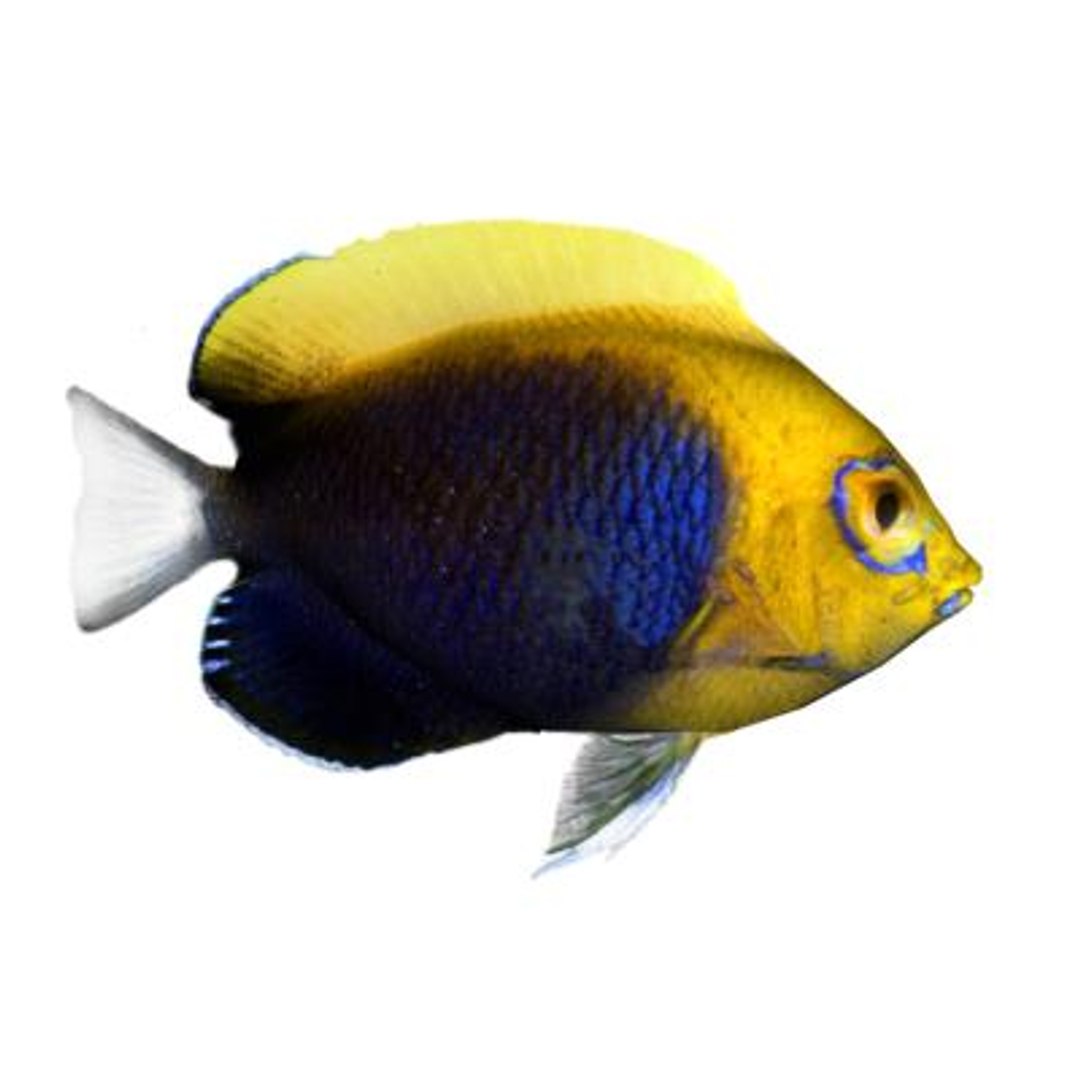 oceanic fishes 3d max https://p.turbosquid.com/ts-thumb/jo/gdNqW6/arOCFe63/centropygeacanthops/jpg/1171389113/1920x1080/fit_q87/fbc5e24a0df3a64fd9680e02ccda84be0fd5b9f7/centropygeacanthops.jpg