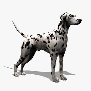 3d dalmatian dog model
