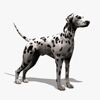 Dalmatian