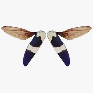 Owlet Moth Noctuoidea 4 Remastered