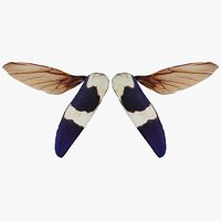 Owlet Moth Noctuoidea 4 Remastered