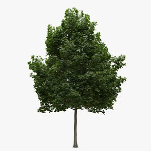 3D Acer platanoides 201SU - Norway Maple model