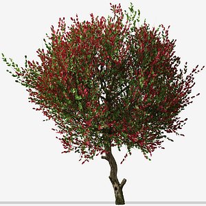 Set of Photinia fraseri or Christmas berry Tree - 2 Trees