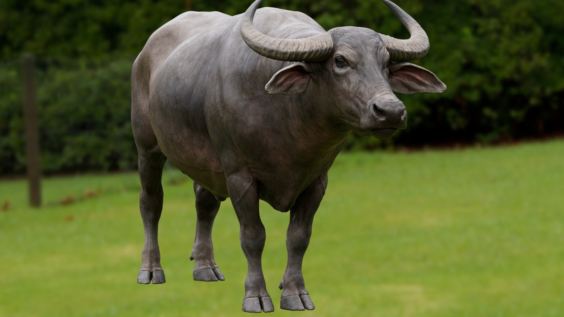 3D model water buffalo Bubalus bubalis Asian VFX https://p.turbosquid.com/ts-thumb/jo/x1DIOL/3v/qa2/jpg/1749918968/1920x1080/fit_q87/09c671e27b70bf65f265ce27e92cac00b5ba0b0a/qa2.jpg