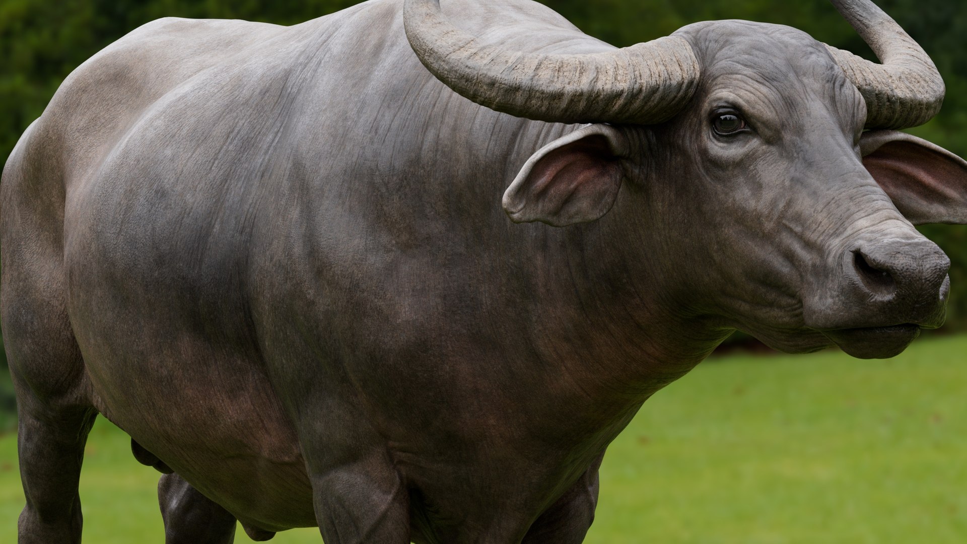 3D model water buffalo Bubalus bubalis Asian VFX https://p.turbosquid.com/ts-thumb/jo/x1DIOL/Wf/qa1/jpg/1749918969/1920x1080/fit_q87/e7de41fc2012f43168704ba3020425859e6cf4f6/qa1.jpg