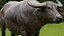 bufalo d'acqua Bubalus bubalis effetti visivi asiatici
