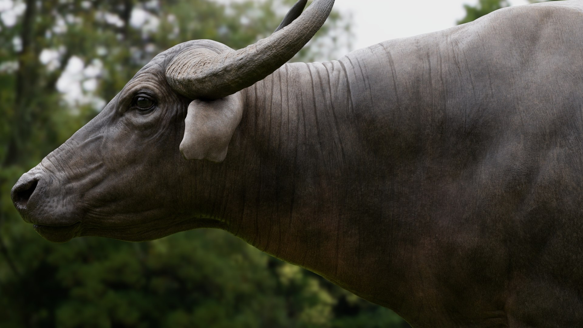 3D model water buffalo Bubalus bubalis Asian VFX https://p.turbosquid.com/ts-thumb/jo/x1DIOL/cH/qa11/jpg/1749919161/1920x1080/fit_q87/32059346c971066ecf5f15076bd1b4359af45f33/qa11.jpg