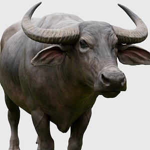 3D model water buffalo Bubalus bubalis Asian VFX
