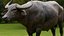 bufalo d'acqua Bubalus bubalis effetti visivi asiatici