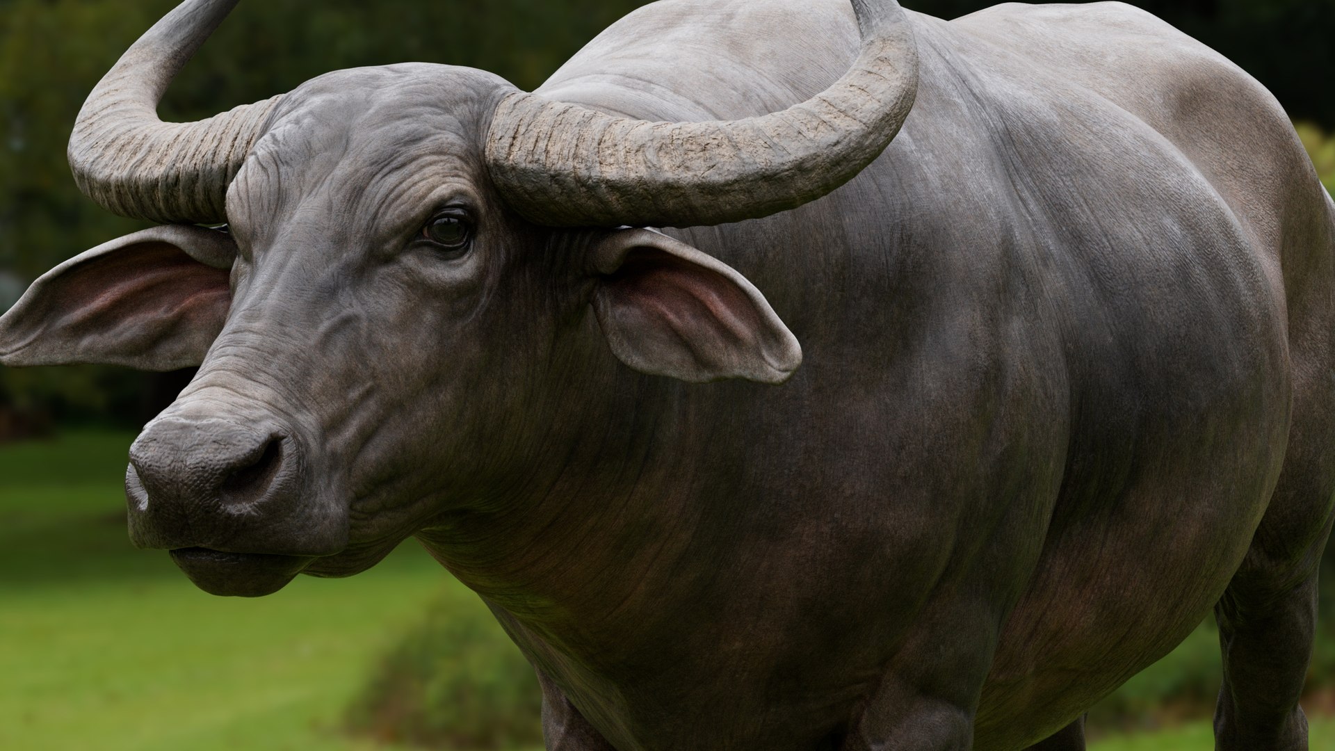 3D model water buffalo Bubalus bubalis Asian VFX https://p.turbosquid.com/ts-thumb/jo/x1DIOL/wT/qa6/jpg/1749918980/1920x1080/fit_q87/34c1f1e4a9db88def8a8c83af37d29ee7cda949e/qa6.jpg