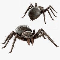 Mutant Acid Spider - Monster Creature - 85