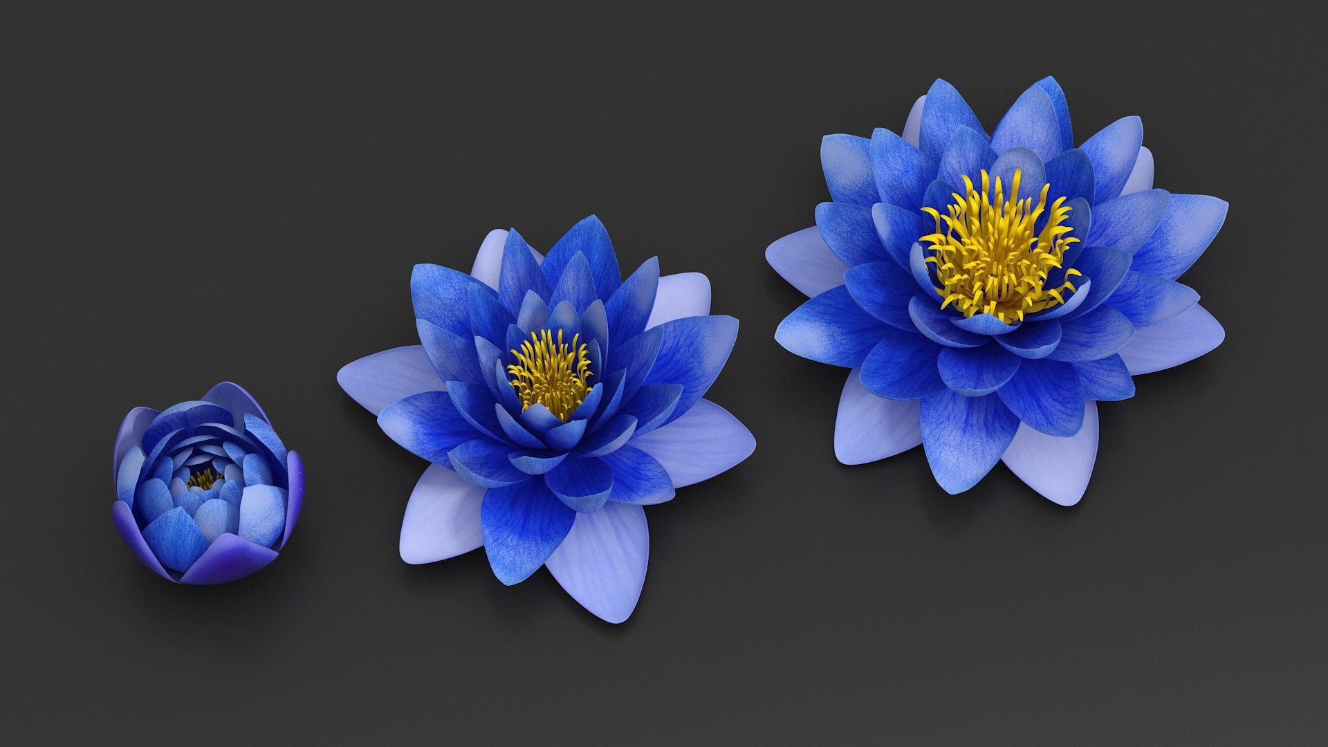 3D Nymphaea Siam Purple Blue https://p.turbosquid.com/ts-thumb/jp/25zMJy/Cs/nymphaeasiampurplebluemb3dmodel004/jpg/1689361565/1920x1080/fit_q87/f85b1ef70ec2ac0591c7d53fede1873db0811171/nymphaeasiampurplebluemb3dmodel004.jpg