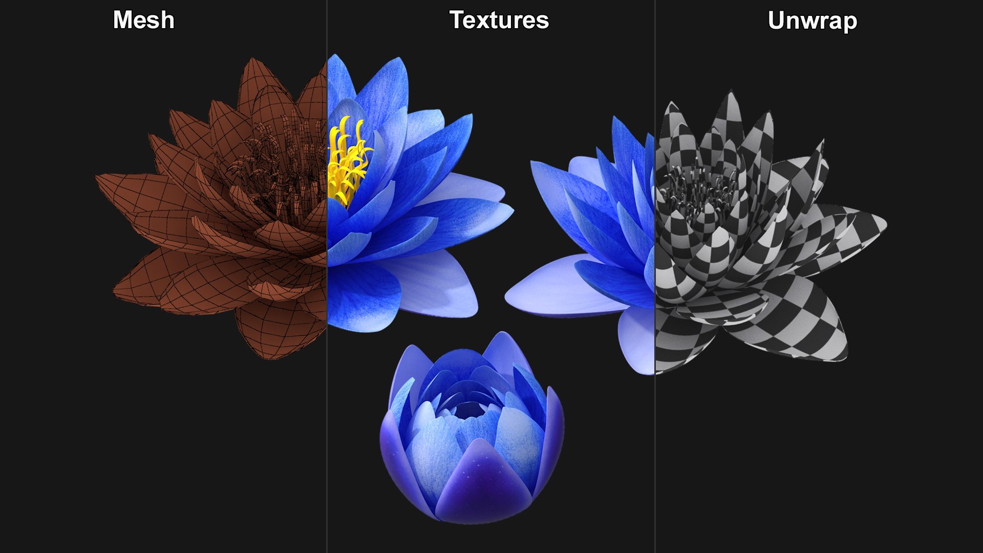 3D Nymphaea Siam Purple Blue https://p.turbosquid.com/ts-thumb/jp/25zMJy/PG/nymphaeasiampurplebluemb3dmodel009/jpg/1689361585/1920x1080/fit_q87/fc023484eceef2314c35c212928689d983e71907/nymphaeasiampurplebluemb3dmodel009.jpg