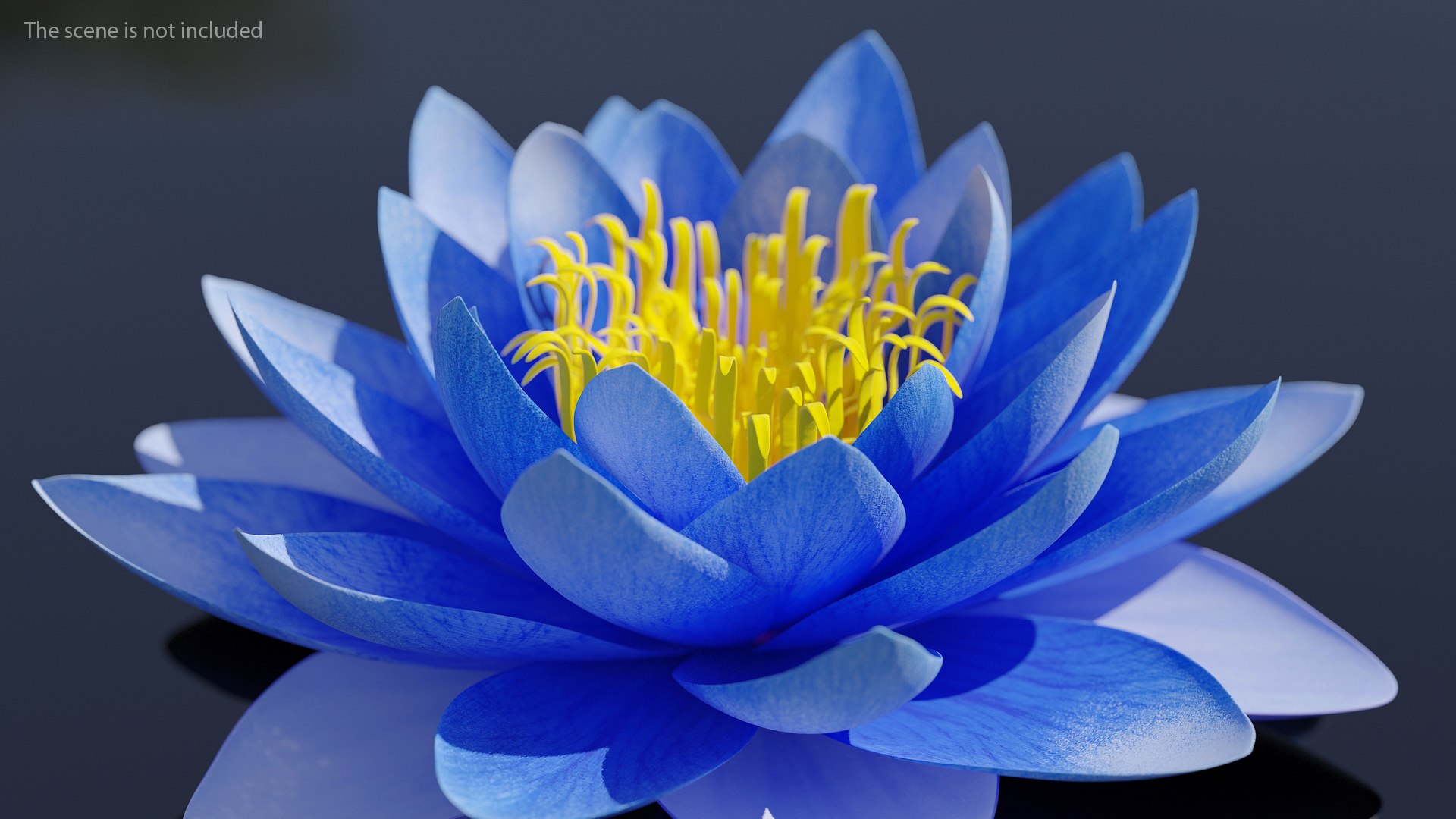 3D Nymphaea Siam Purple Blue https://p.turbosquid.com/ts-thumb/jp/25zMJy/Yr/nymphaeasiampurplebluemb3dmodel003/jpg/1689361560/1920x1080/fit_q87/08c78b3bd3e7759e7e311209a802d25d25cbf8ff/nymphaeasiampurplebluemb3dmodel003.jpg