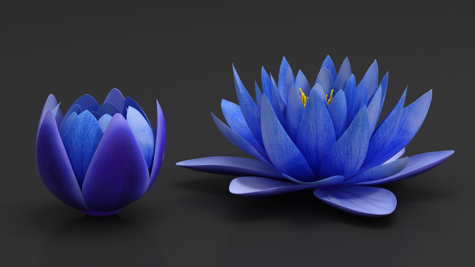 3D Nymphaea Siam Purple Blue https://p.turbosquid.com/ts-thumb/jp/25zMJy/Yr/nymphaeasiampurplebluemb3dmodel007/jpg/1689361577/1920x1080/fit_q87/096c0ffb605fd6c6c0283b946f2cf3375980a730/nymphaeasiampurplebluemb3dmodel007.jpg