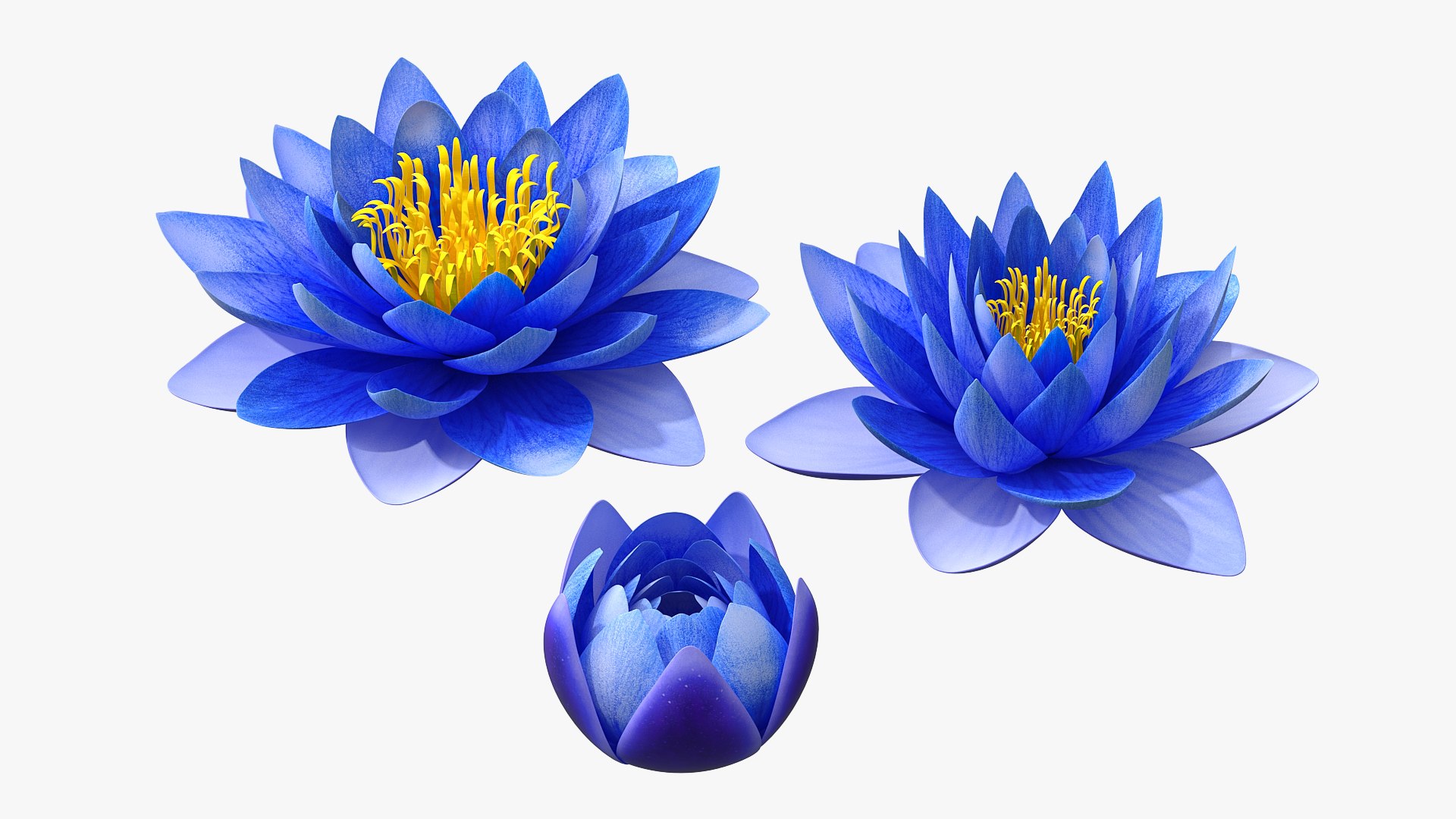 3D Nymphaea Siam Purple Blue https://p.turbosquid.com/ts-thumb/jp/25zMJy/fU/nymphaeasiampurplebluemb3dmodel001/jpg/1689361106/1920x1080/fit_q87/967523b649e7f936f6e1c53da0b71070796bea25/nymphaeasiampurplebluemb3dmodel001.jpg