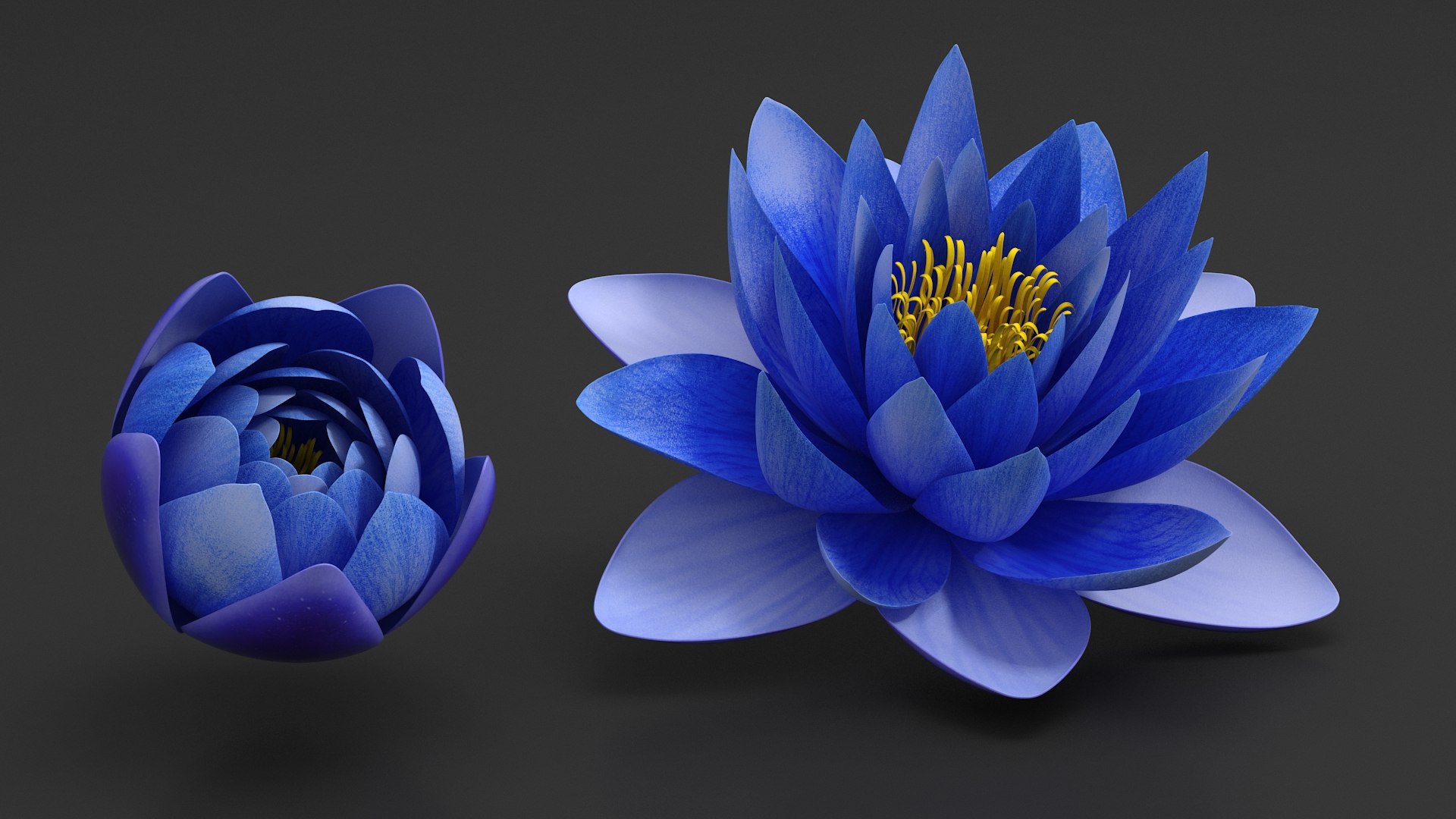 3D Nymphaea Siam Purple Blue https://p.turbosquid.com/ts-thumb/jp/25zMJy/mn/nymphaeasiampurplebluemb3dmodel008/jpg/1689361581/1920x1080/fit_q87/c9a5eafb31832c48fa905b2dac1eaaded8bc1989/nymphaeasiampurplebluemb3dmodel008.jpg