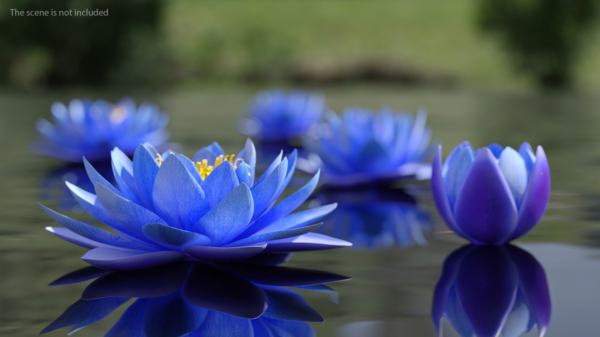 3D Nymphaea Siam Purple Blue https://p.turbosquid.com/ts-thumb/jp/25zMJy/yZ/nymphaeasiampurplebluemb3dmodel002/jpg/1689361556/1920x1080/fit_q87/cda8b29797ed7d8a25e4ee144ec71a8256e650bd/nymphaeasiampurplebluemb3dmodel002.jpg