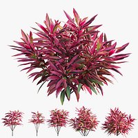 Cordyline Fruticosa plant set 05