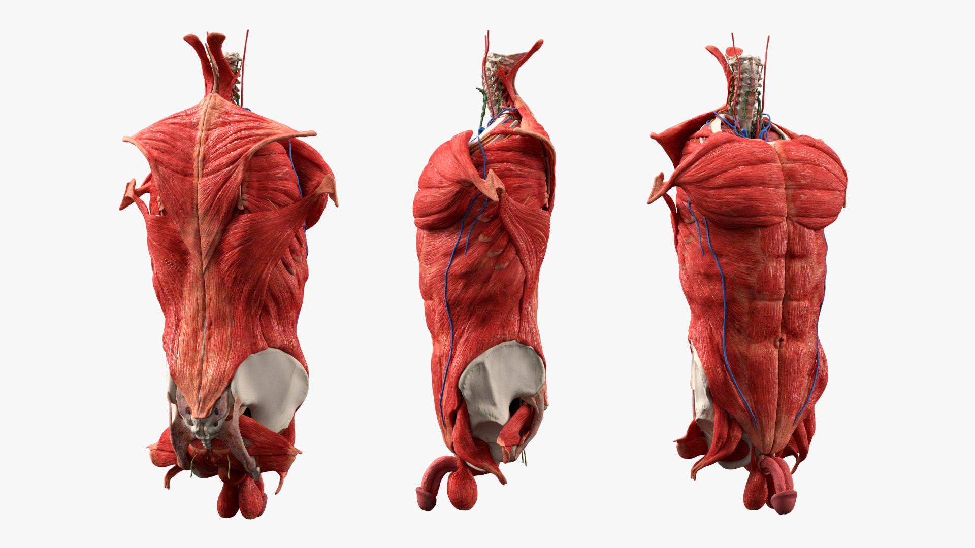 Male Torso Anatomy Muscles and Organs
