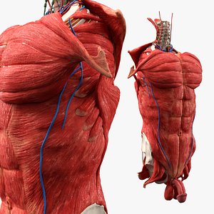 Male Torso Anatomy Muscles and Organs 3D model