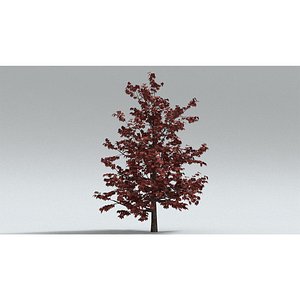 3D laos Liquidambar Sweetgum