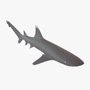 Whitetip Reef Shark (Triaenodon obesus)