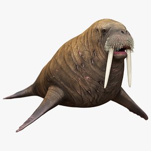 Walrus Rigged For Blender