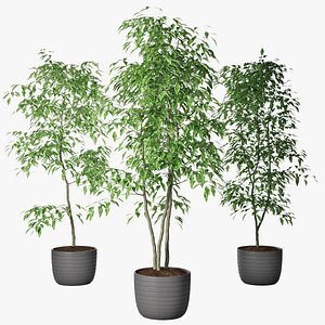 3D ficus benjamin model