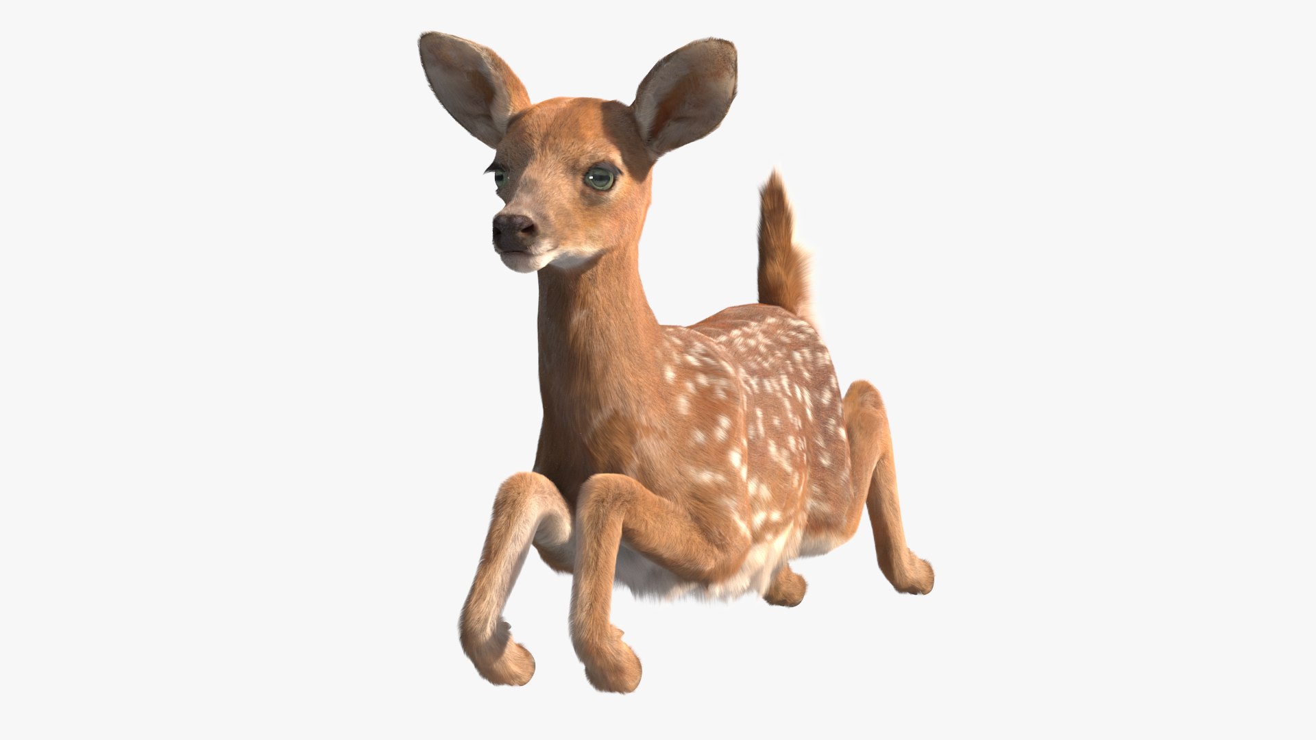 Leaping White-Tailed Fawn Deer Fur 3D model preview